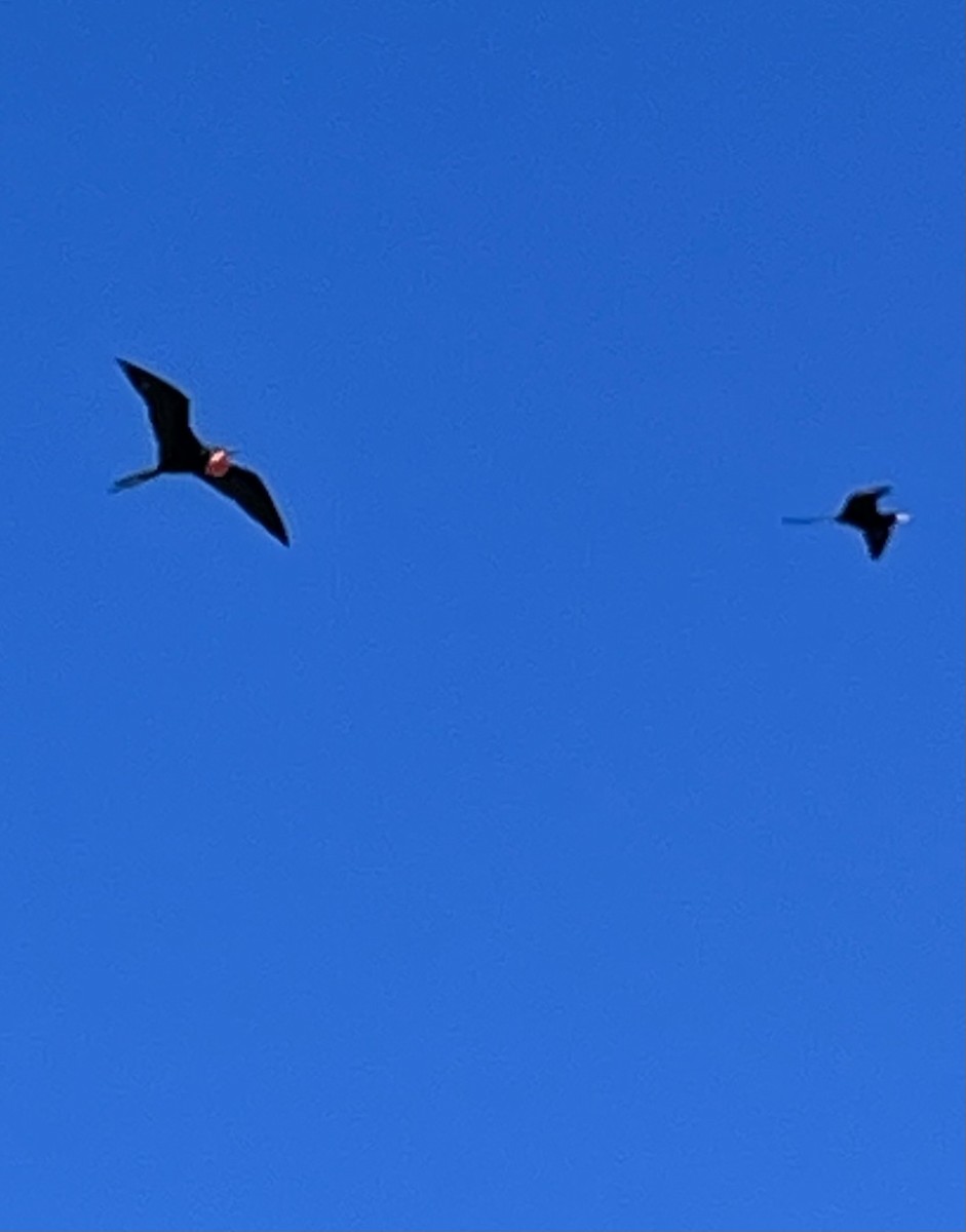 Magnificent Frigatebird - ML644902052