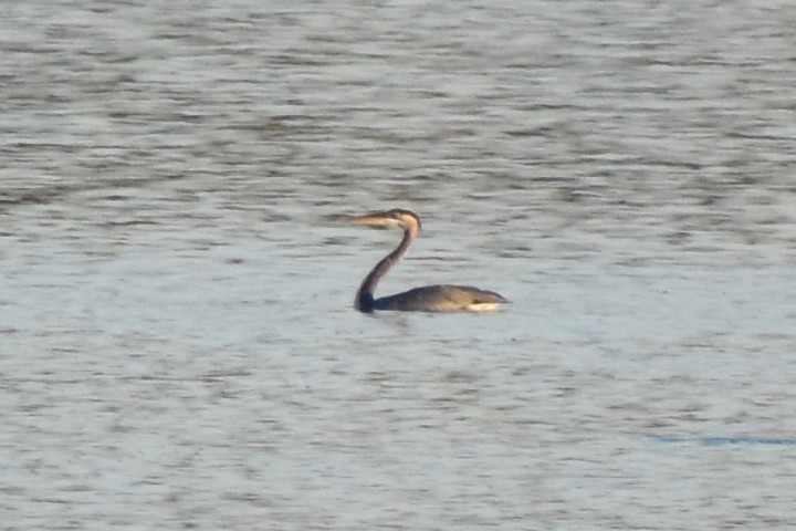 Kanadareiher - ML644902055