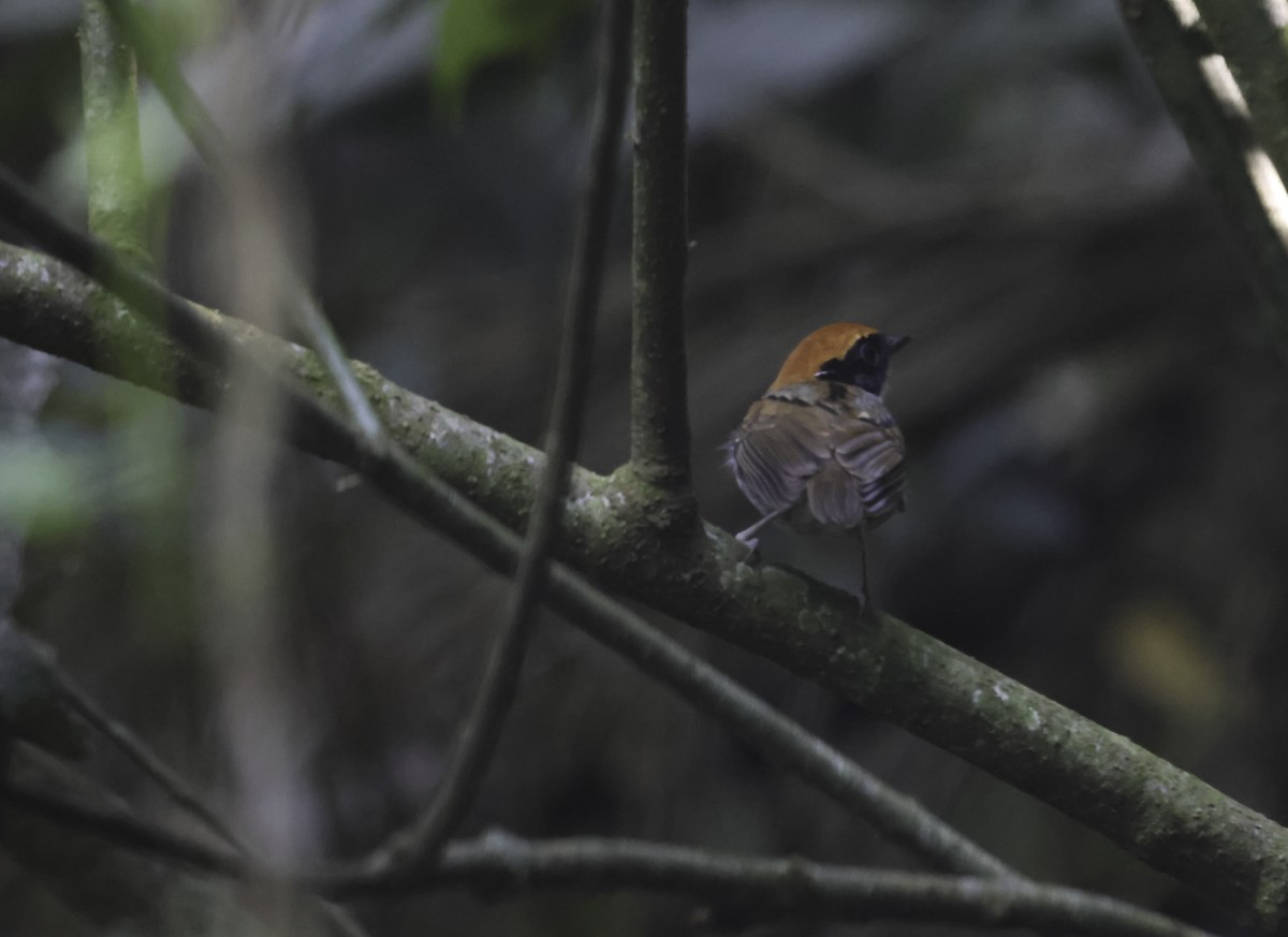 Black-cheeked Gnateater - ML644902060