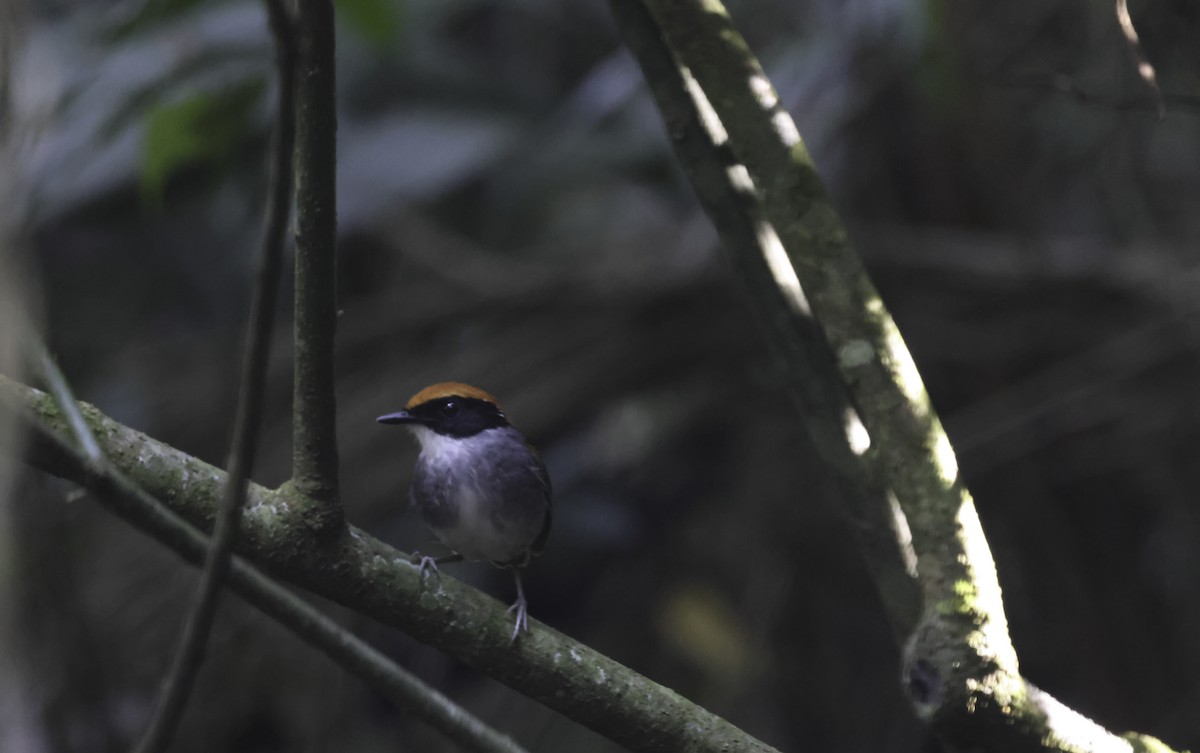 Black-cheeked Gnateater - ML644902061