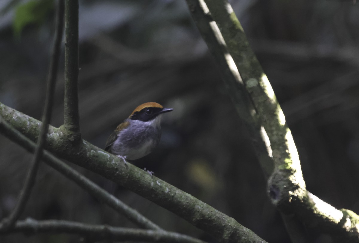 Black-cheeked Gnateater - ML644902062