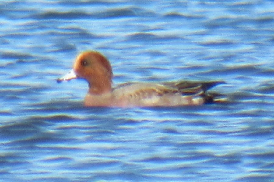 Eurasian Wigeon - ML644902070
