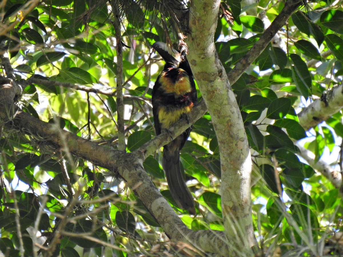 arassari pestrý - ML644902087