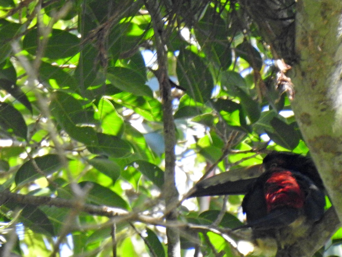 arassari pestrý - ML644902088