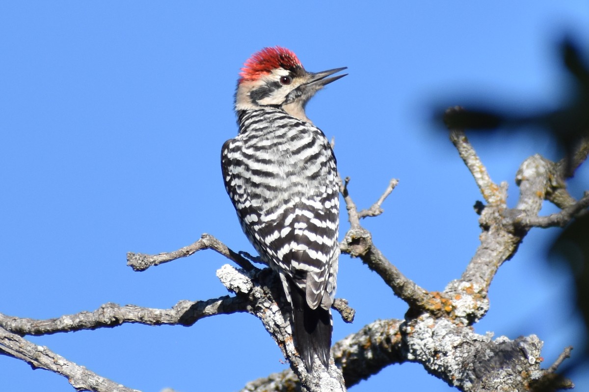 Texasspecht - ML644902126