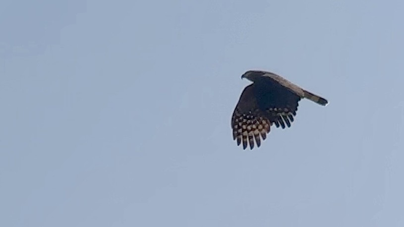Hook-billed Kite - ML644902130
