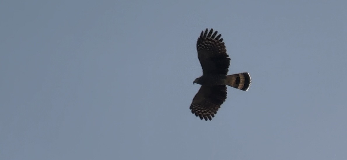 Hook-billed Kite - ML644902132
