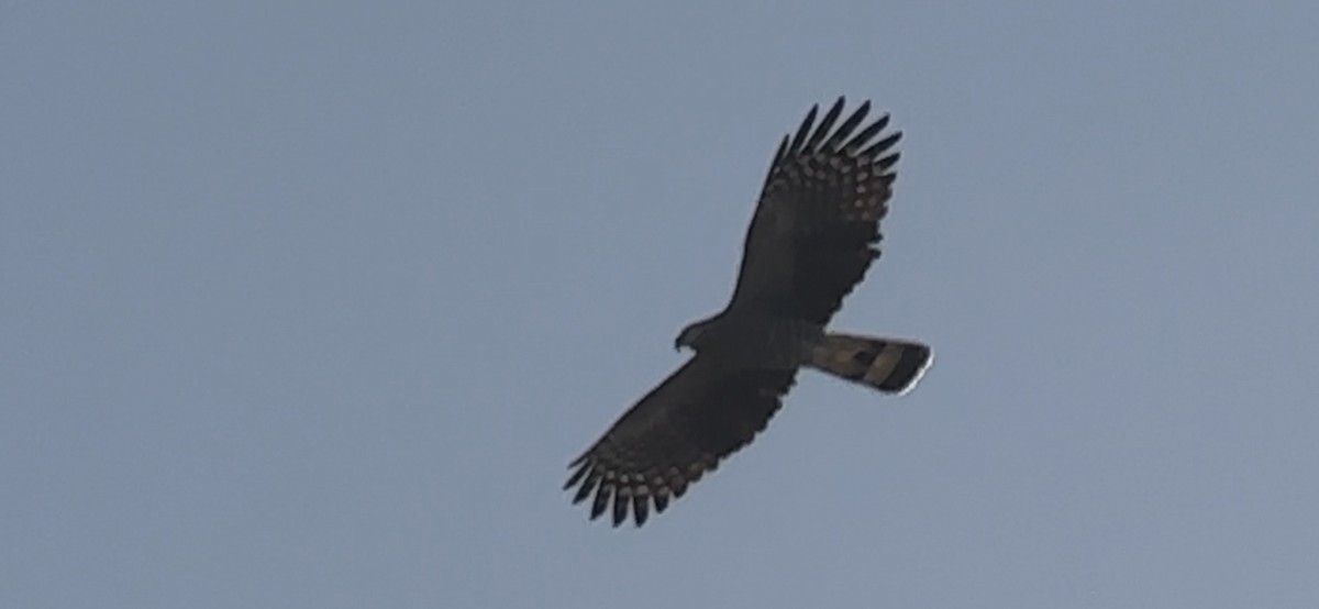 Hook-billed Kite - ML644902134