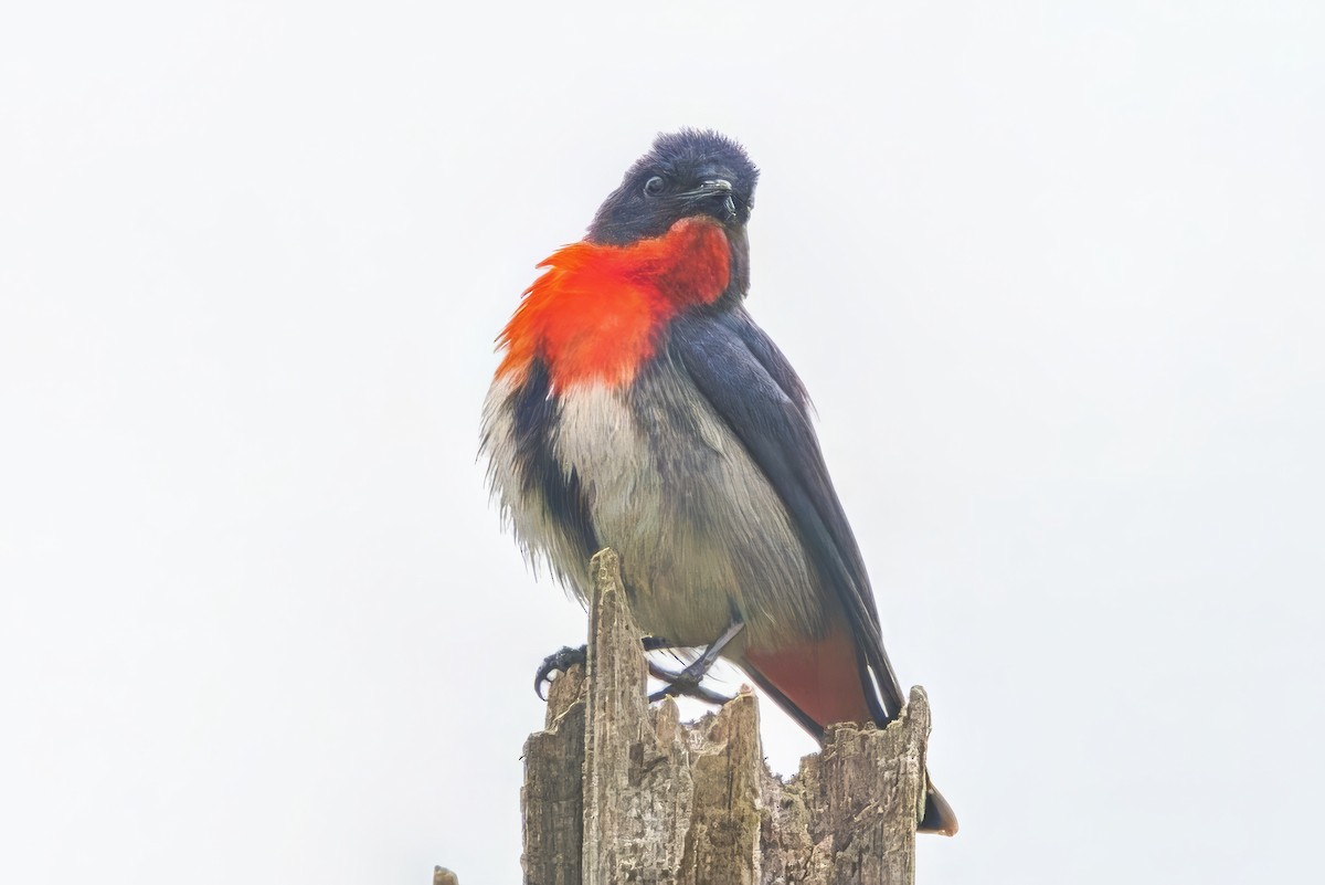 Mistletoebird (Australian) - ML644902136