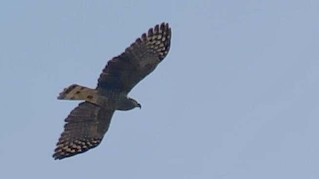 Hook-billed Kite - ML644902137