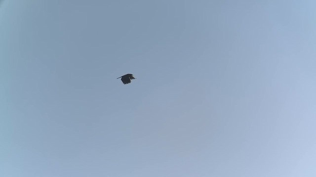 Hook-billed Kite - ML644902138