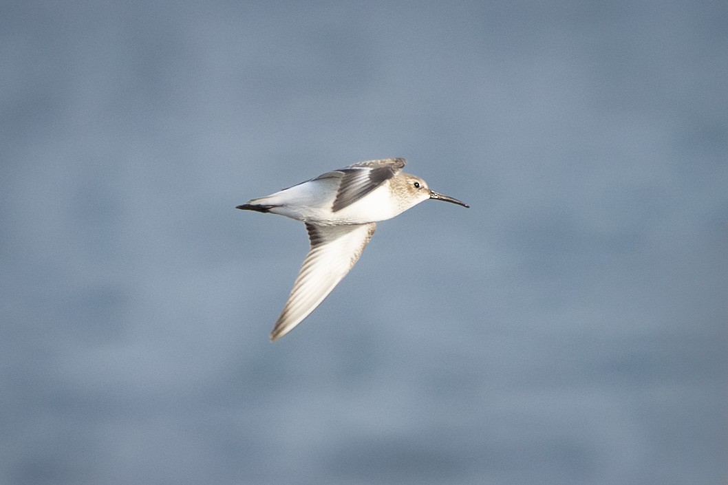 Dunlin - ML644902142