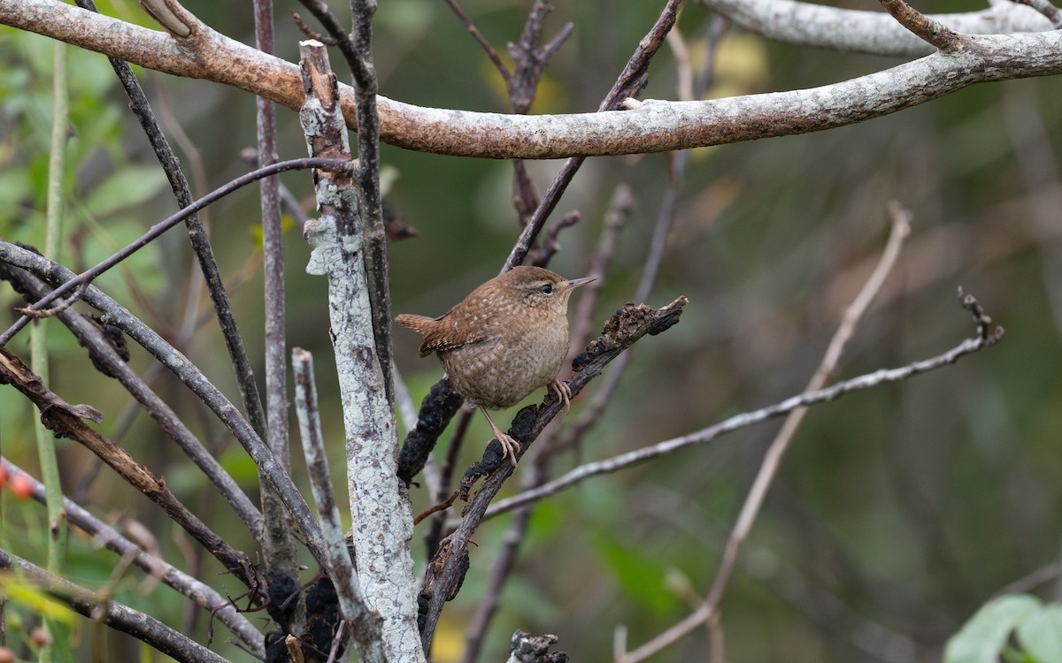 Winter Wren - ML644902143