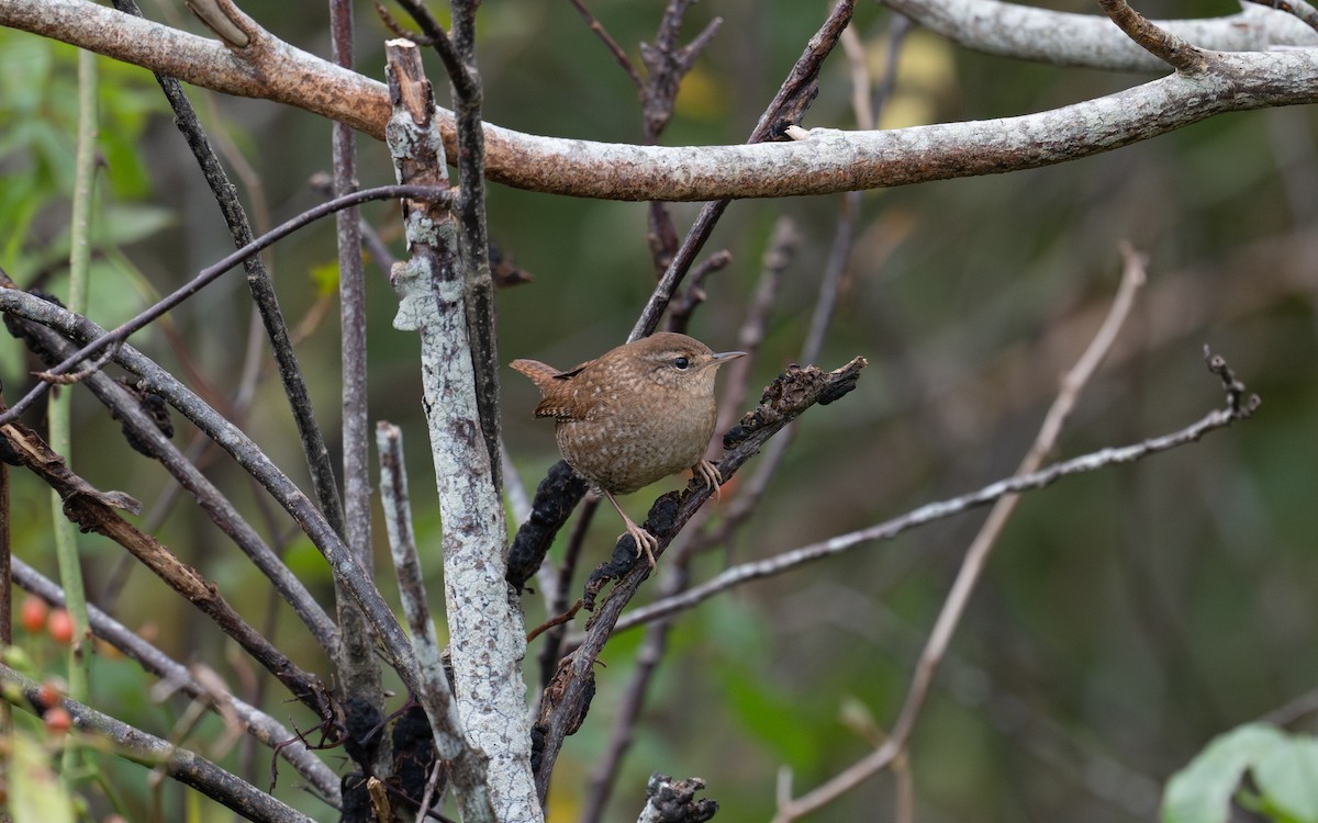 Winter Wren - ML644902144