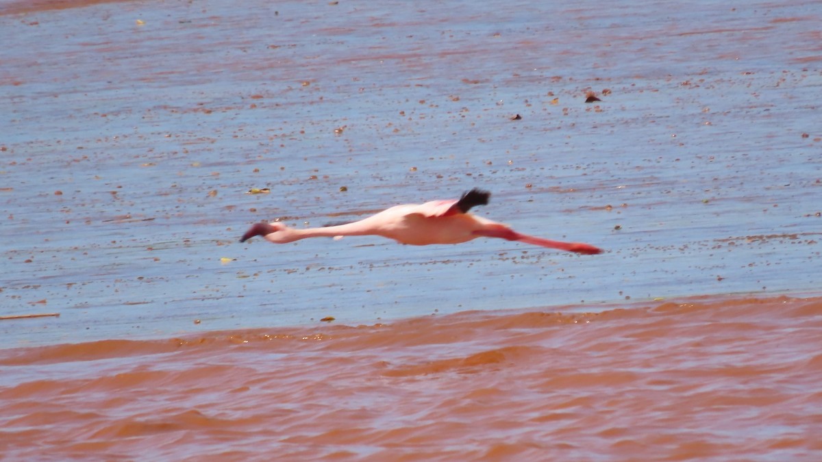 Zwergflamingo - ML644902149