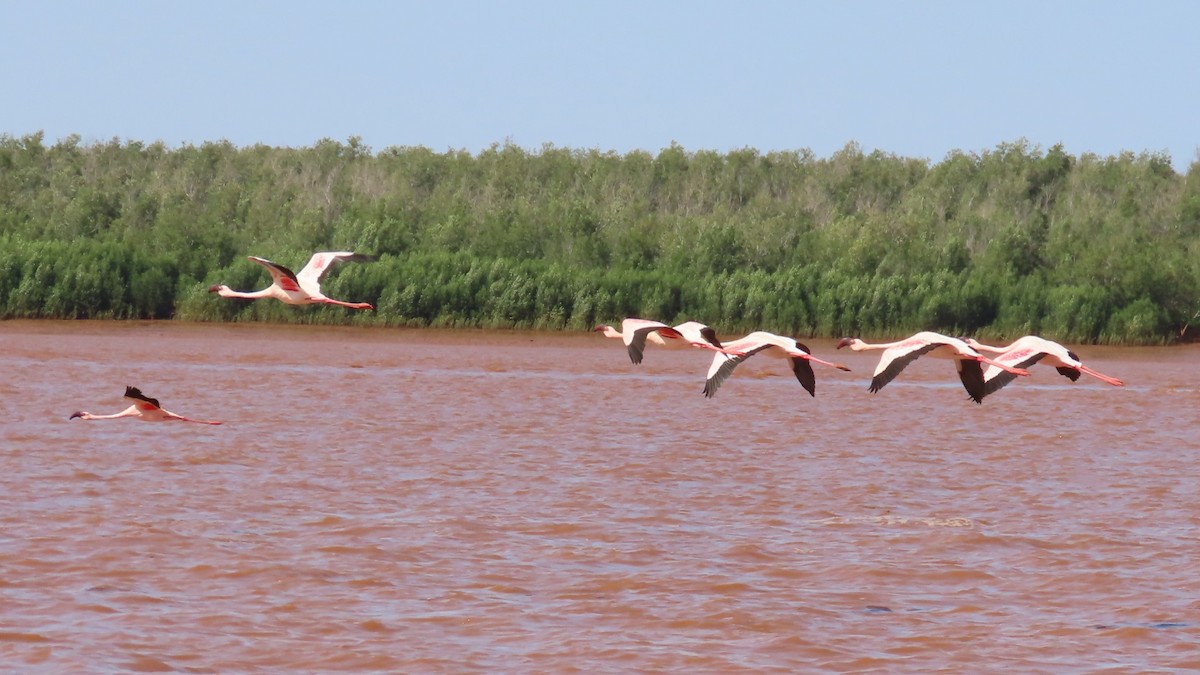 Zwergflamingo - ML644902150