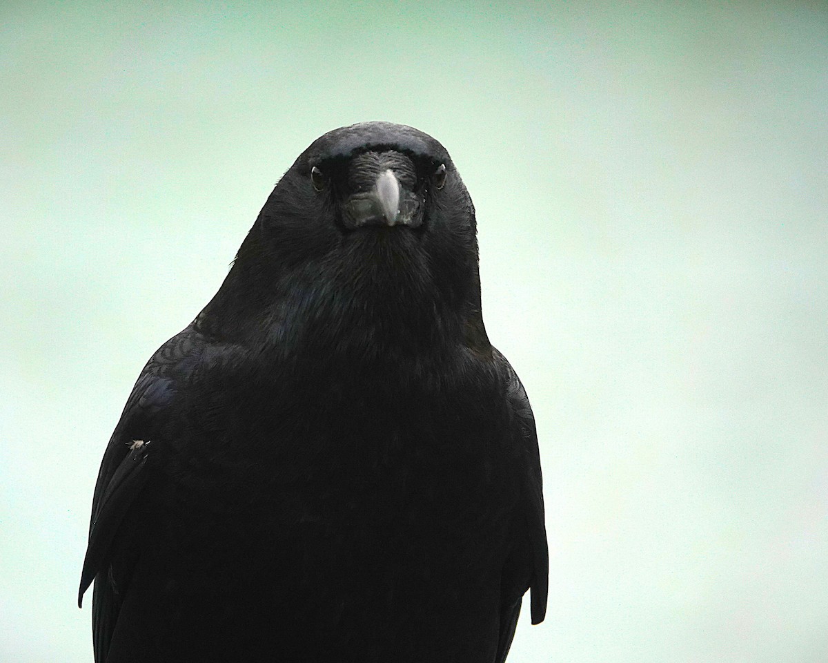 American Crow - ML644902182