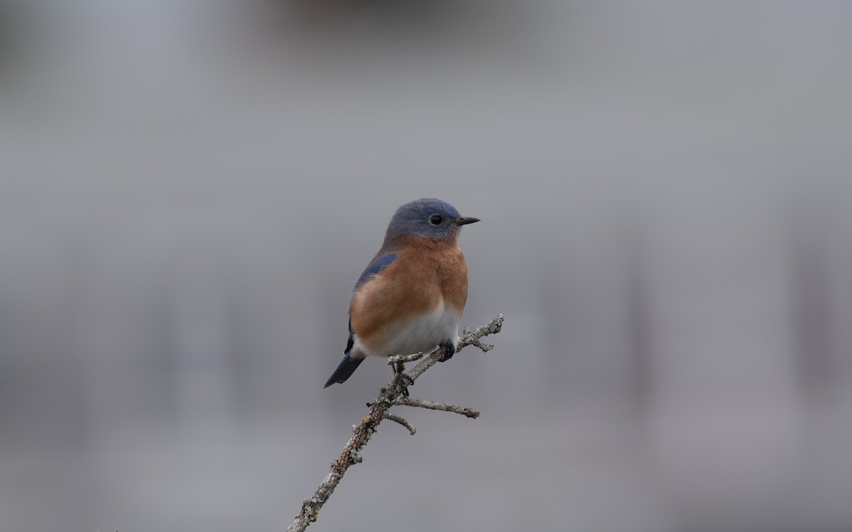 Eastern Bluebird - ML644902184