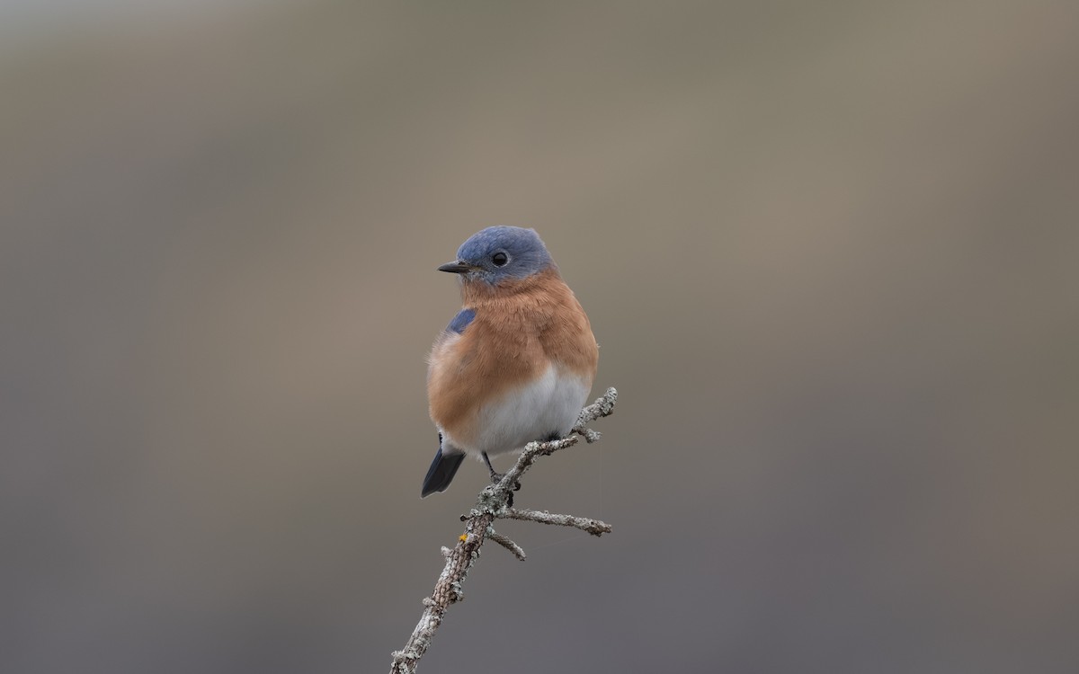 Eastern Bluebird - ML644902185