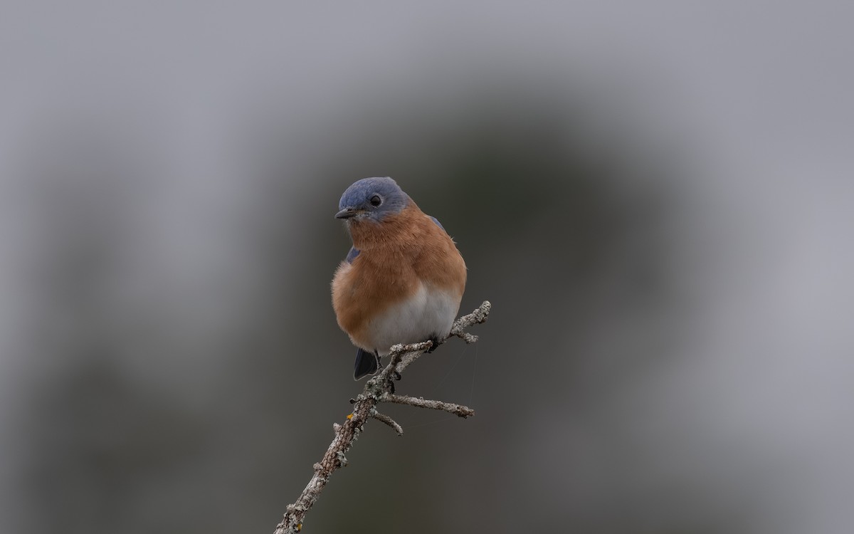 Eastern Bluebird - ML644902186