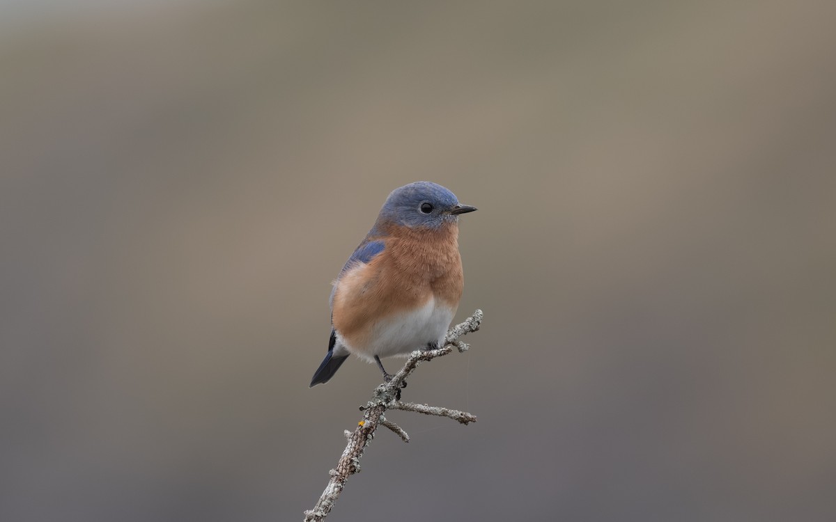 Eastern Bluebird - ML644902187