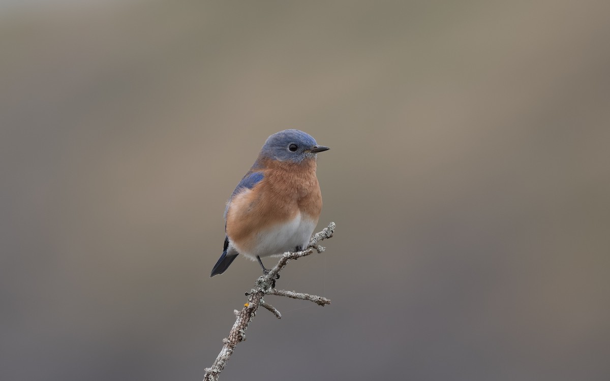 Eastern Bluebird - ML644902188