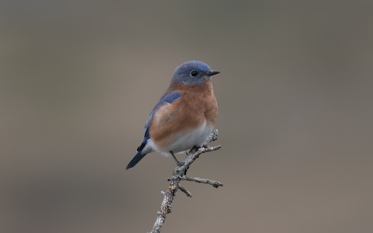 Eastern Bluebird - ML644902189