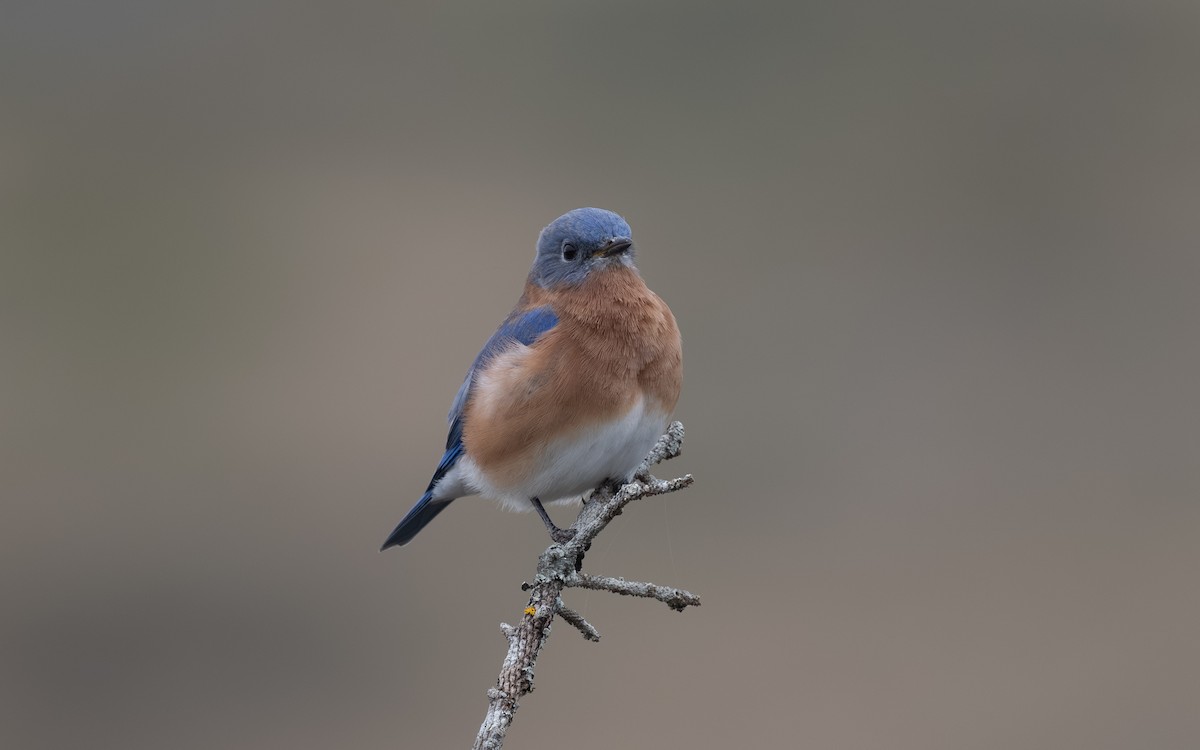 Eastern Bluebird - ML644902190