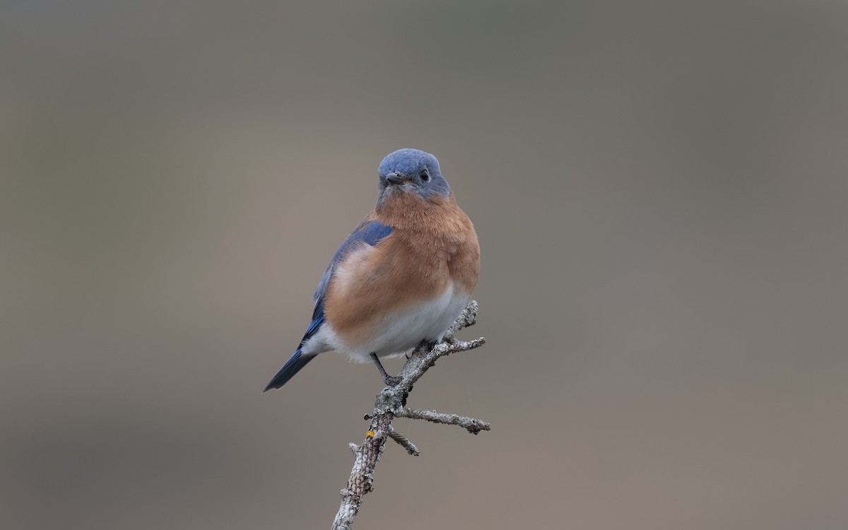 Eastern Bluebird - ML644902191