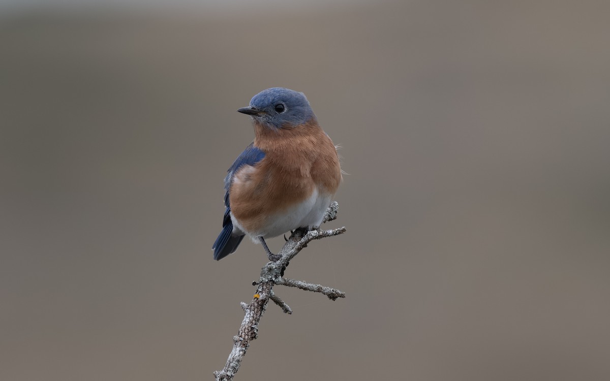 Eastern Bluebird - ML644902192