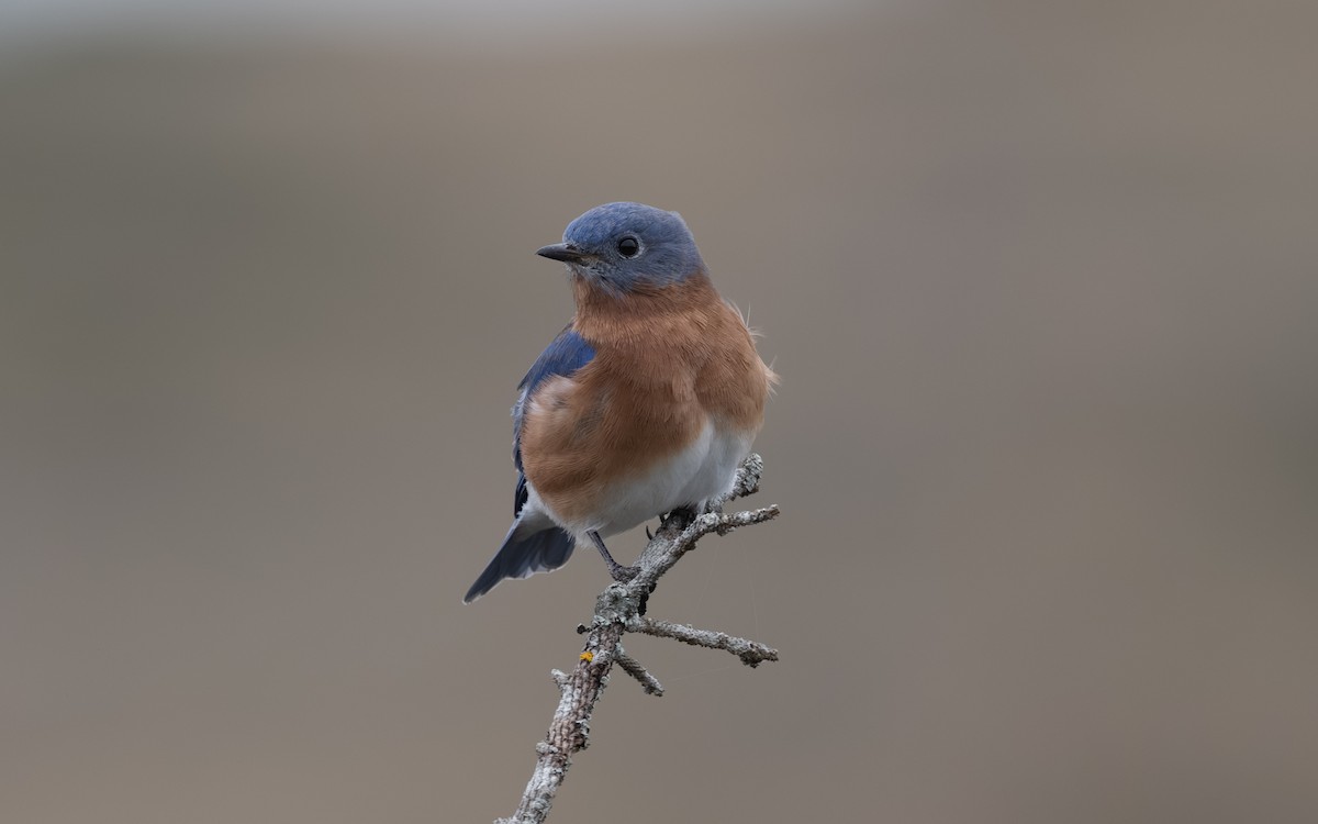Eastern Bluebird - ML644902193