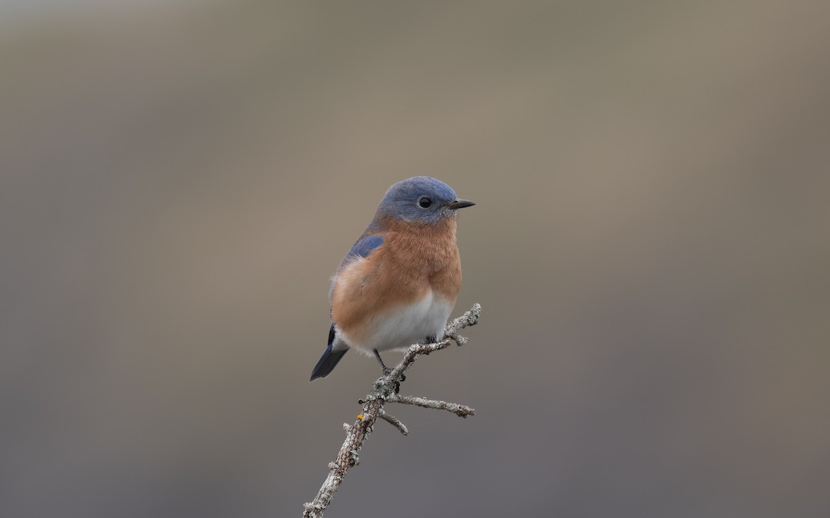 Eastern Bluebird - ML644902194