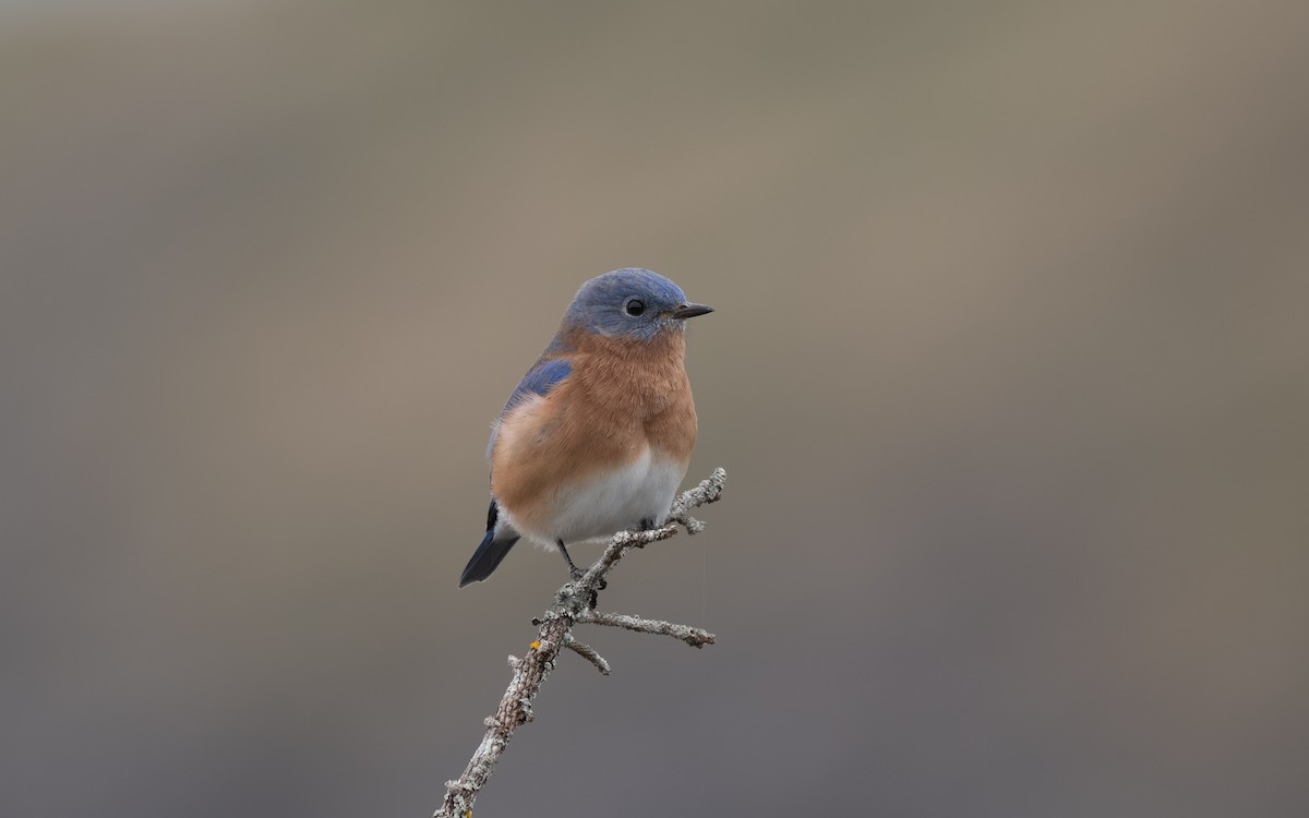 Eastern Bluebird - ML644902195