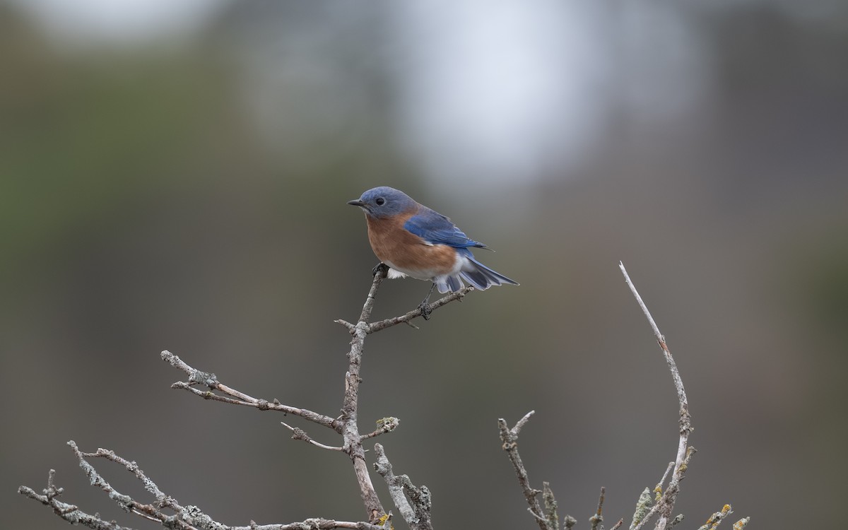 Eastern Bluebird - ML644902197