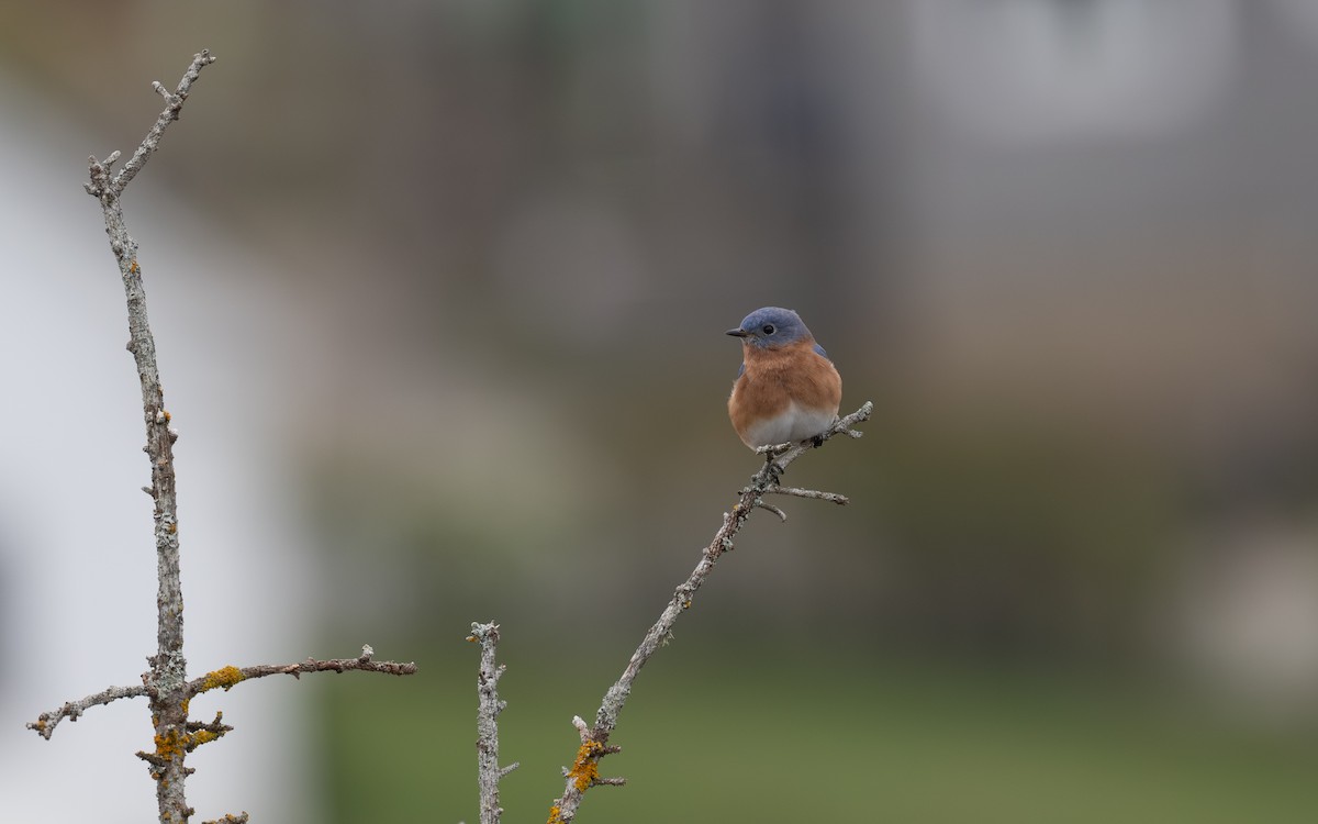 Eastern Bluebird - ML644902198