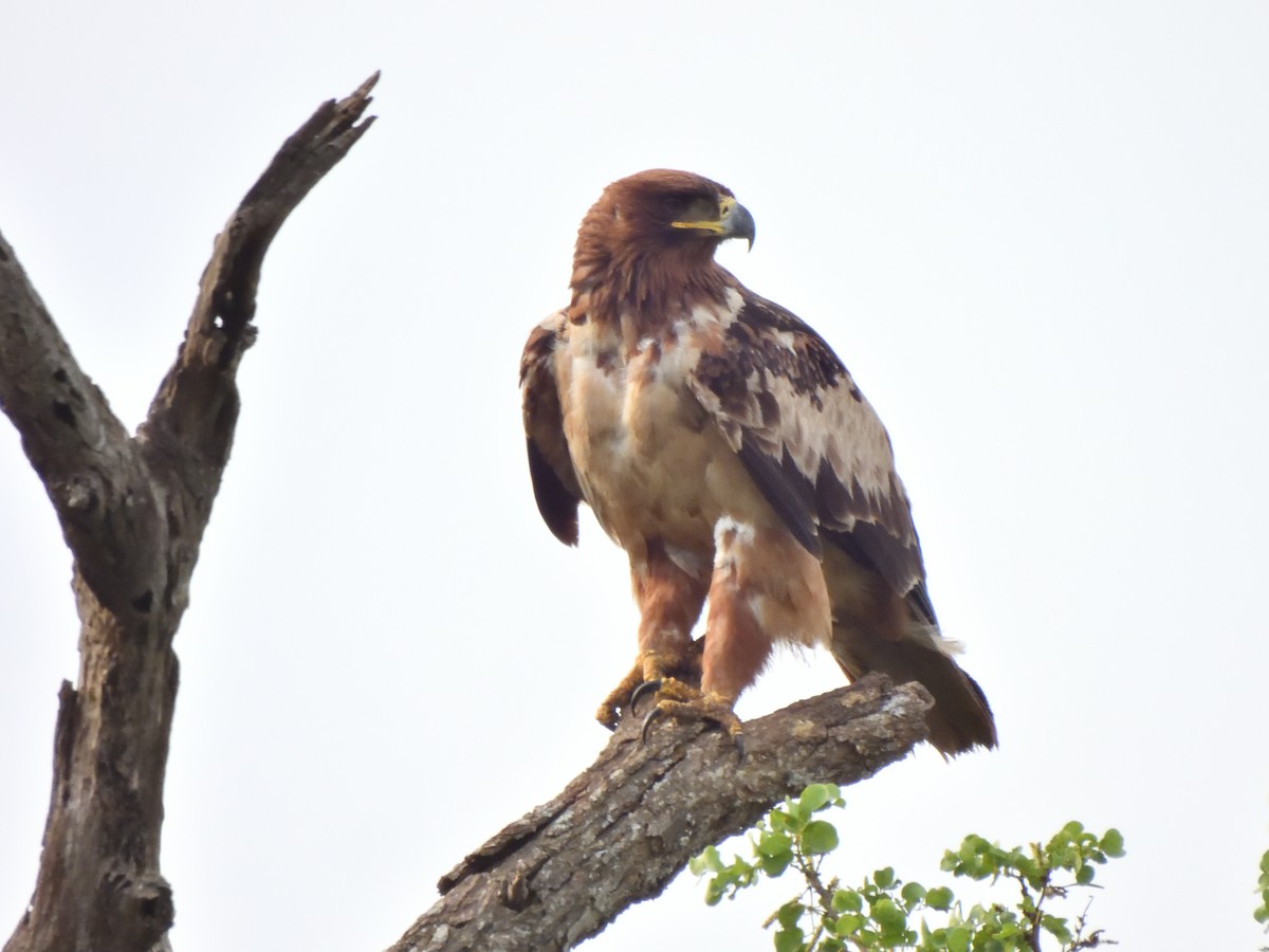 Tawny Eagle - ML644902204