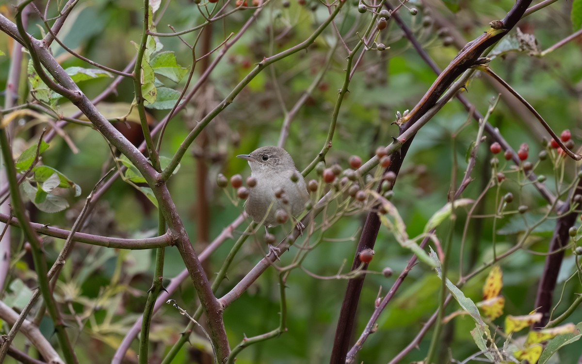 Northern House Wren - ML644902216