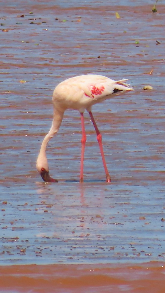 Zwergflamingo - ML644902220