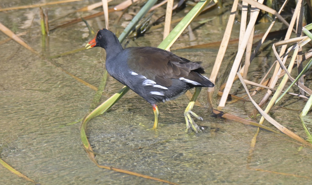 Amerika Sutavuğu - ML644902224