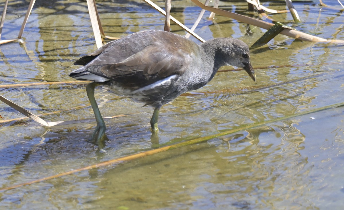 Amerika Sutavuğu - ML644902225