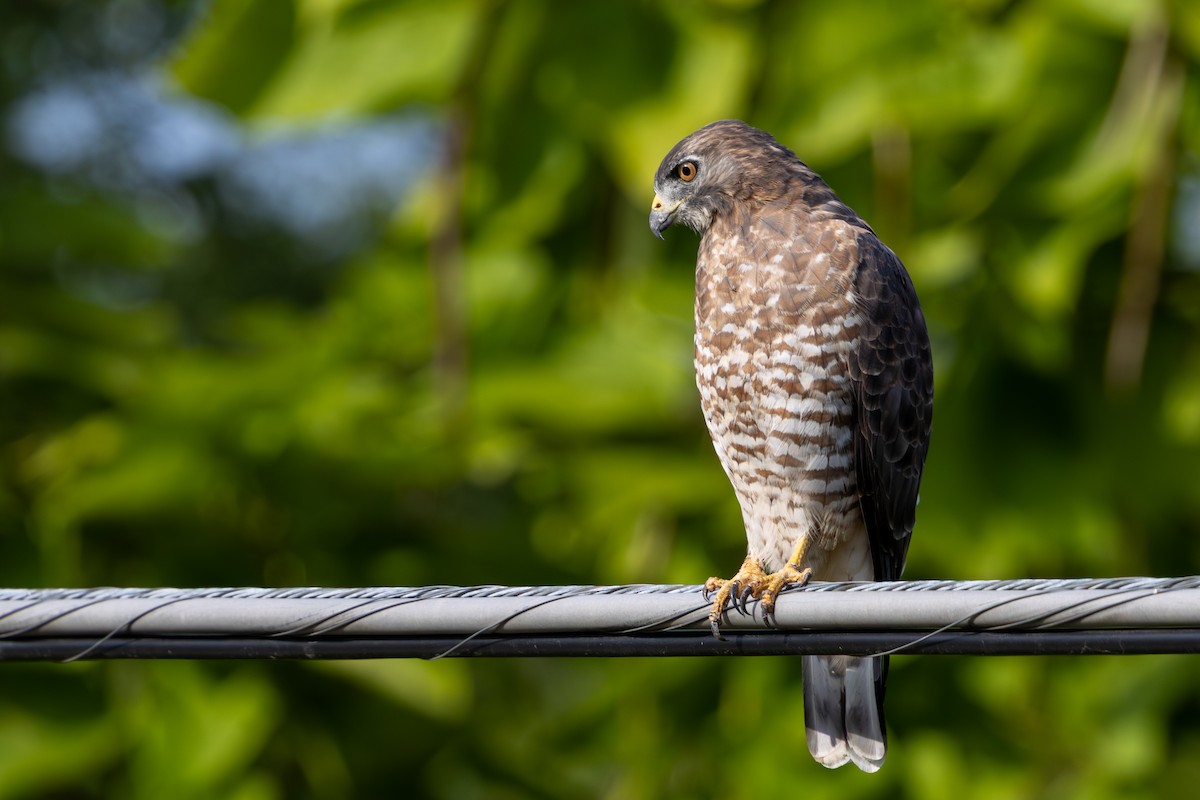 Broad-winged Hawk - ML644902231