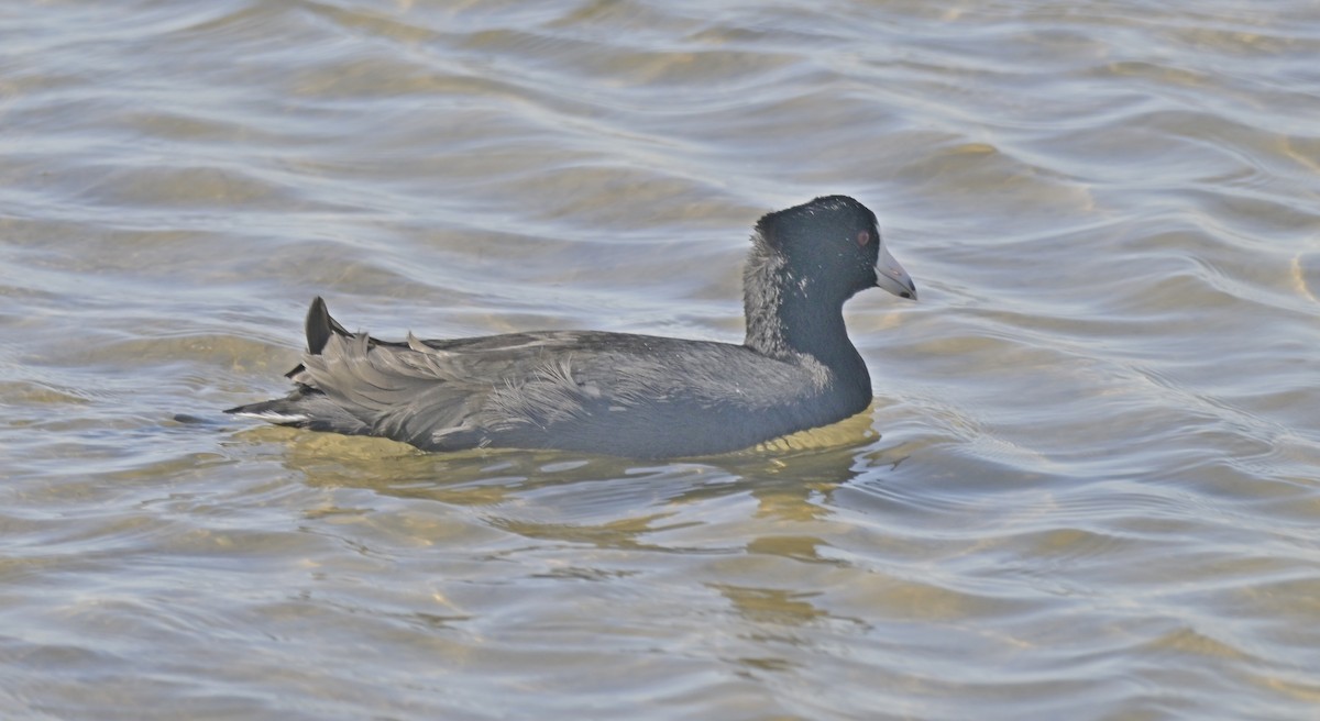 אגמית אמריקנית - ML644902238
