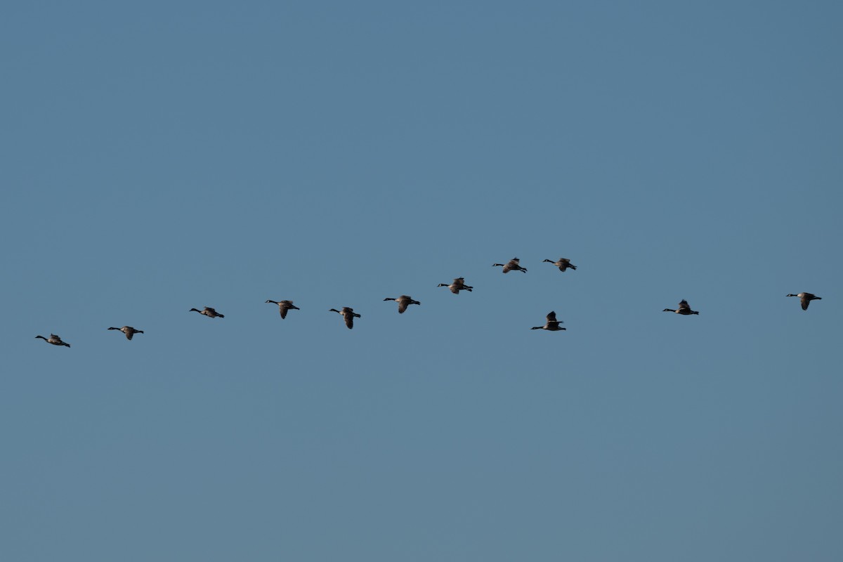 Canada Goose - ML644902254