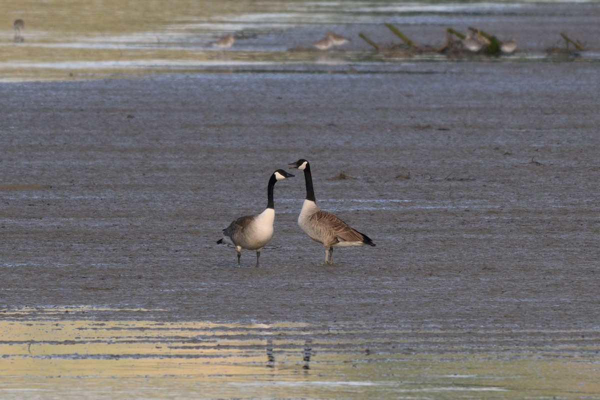 Canada Goose - ML644902255