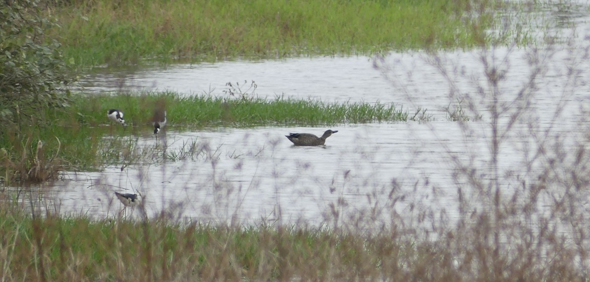 Zertzeta hegalurdina - ML644902256