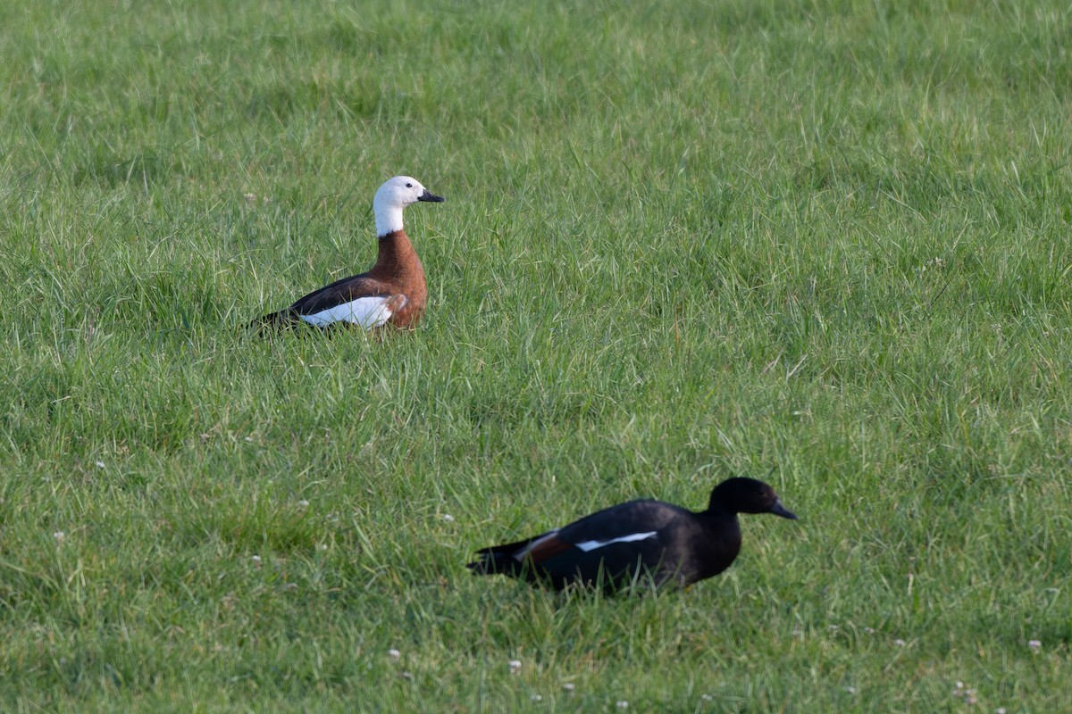 Tarro Maorí - ML644902278