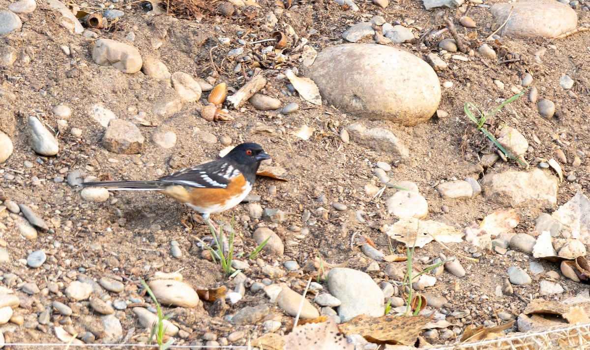Spotted Towhee - ML644902279