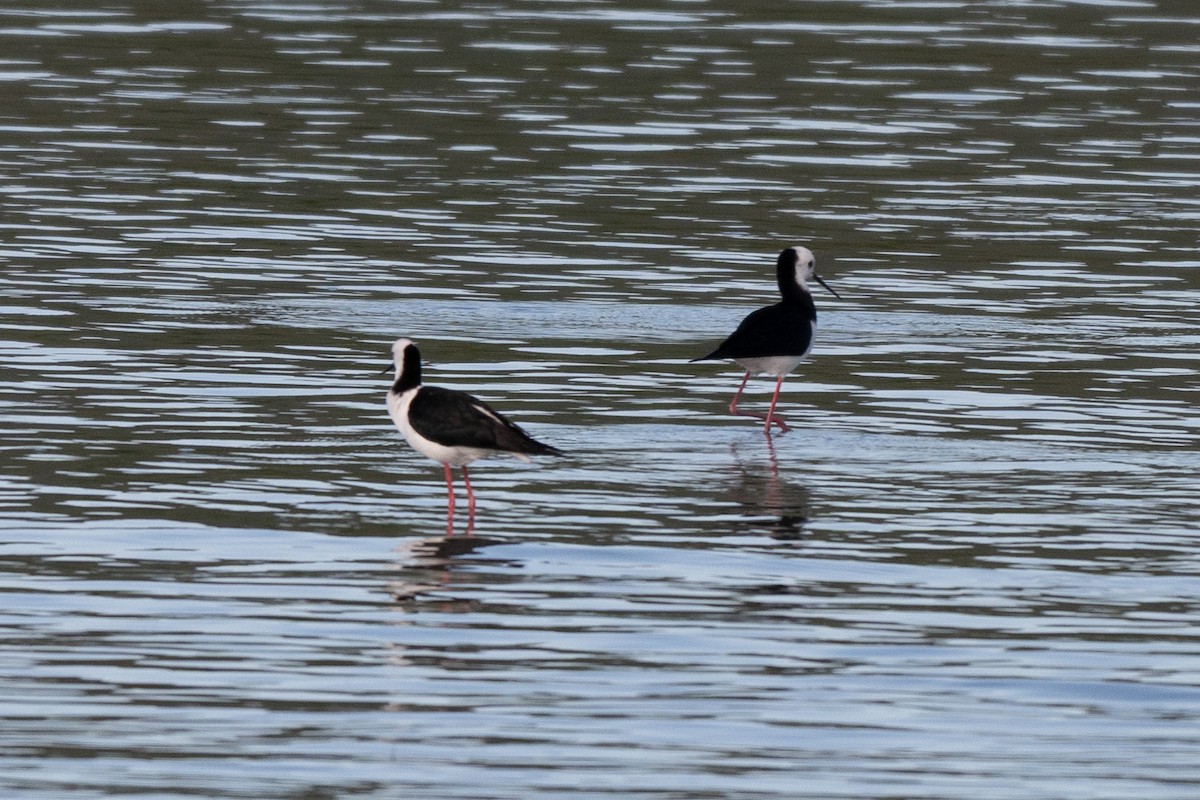 Pied Stilt - ML644902287