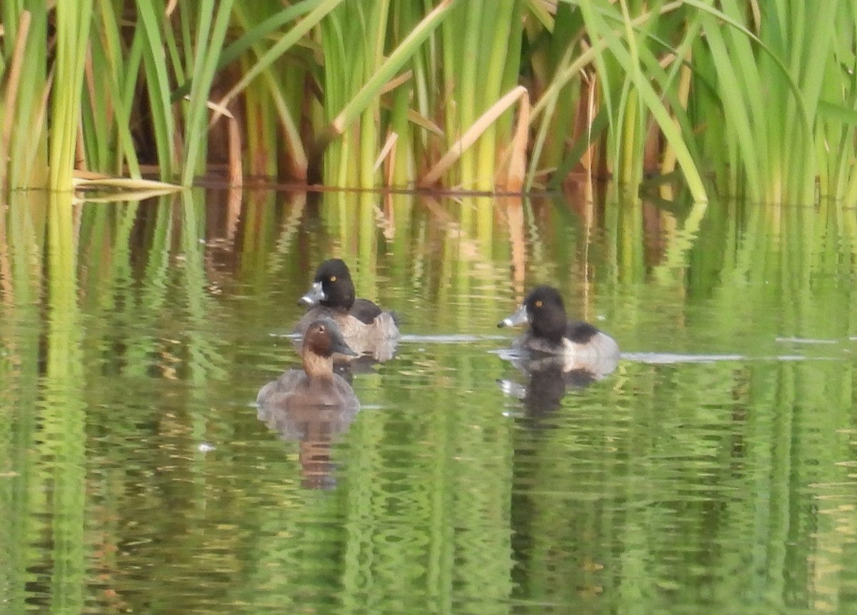 Canvasback - ML644902295