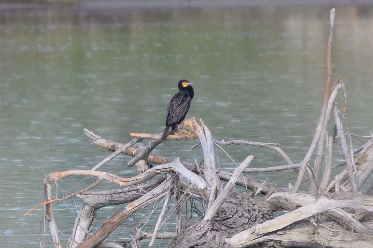 Great Cormorant - ML644902324